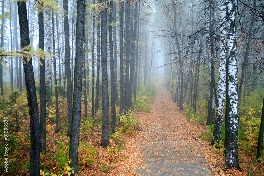 Obraz premium Fog in a park