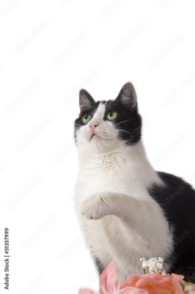 Gatto domestico bianco e nero che afferra Gatto domestico bianco e nero che afferra