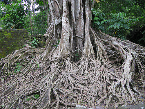 roots of an old tree © Leonid & Anna Dedukh