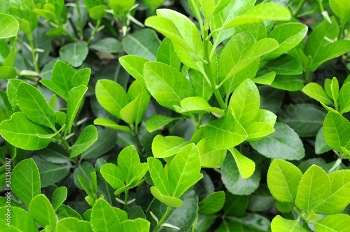 Wallpaper Mural New leaves in spring Torontodigital.ca