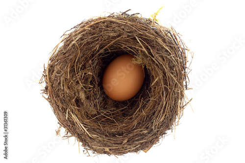 egg in a nest