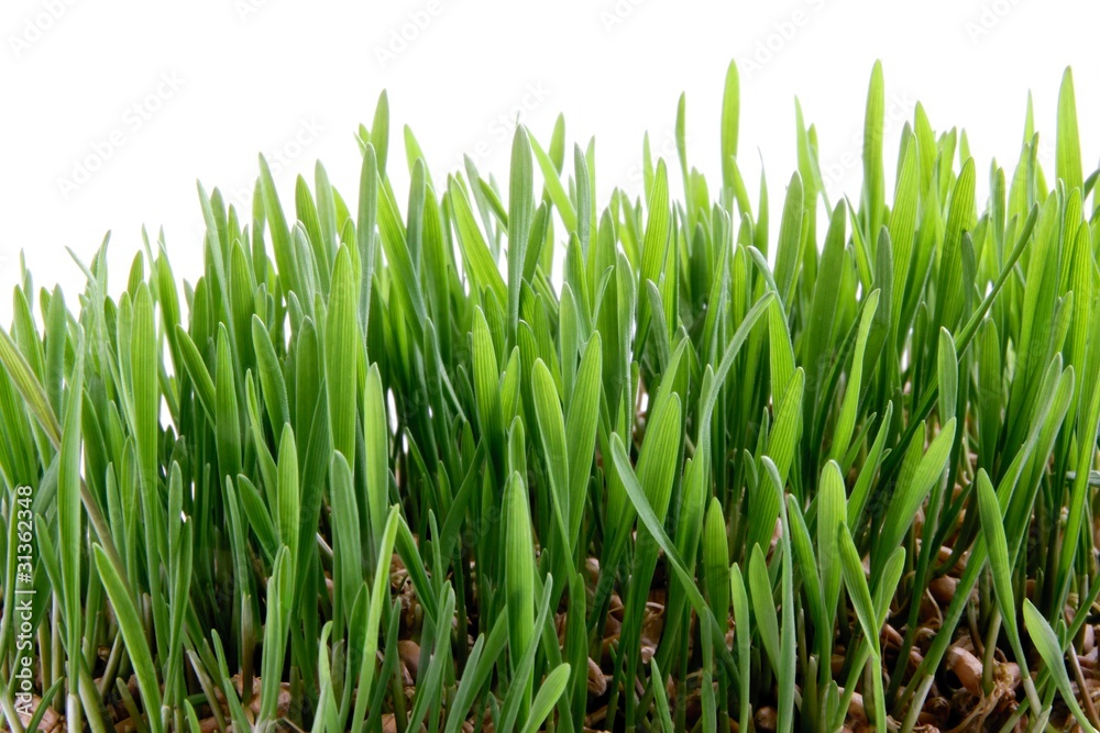 Obraz premium growing wheat