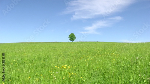 Solitary tree on blue sky background