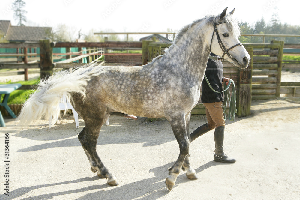 Étalon pour Saillie sur Poney Commemara Étalon pour Saillie sur Poney Commemara