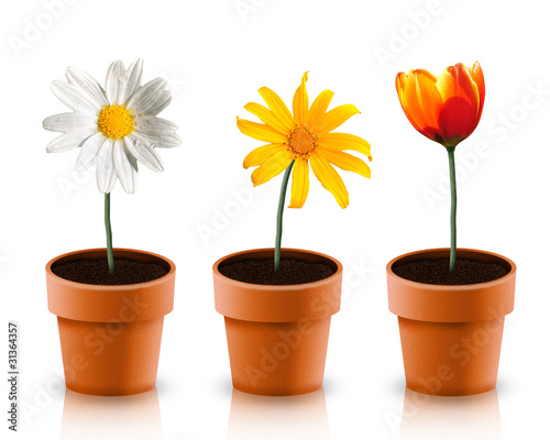 Three flower in pot on white