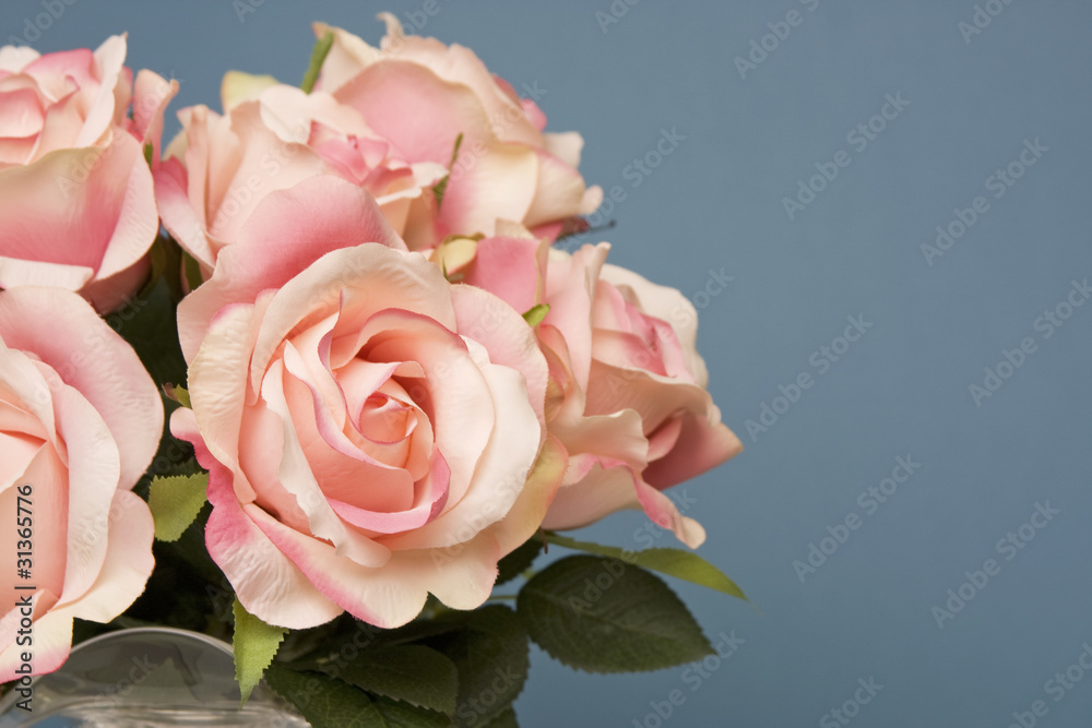 Pink Roses Pink Roses