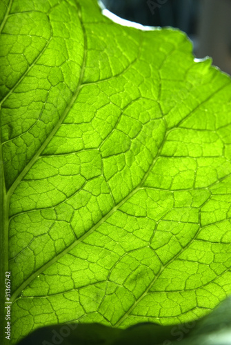 Green leaf texture.
