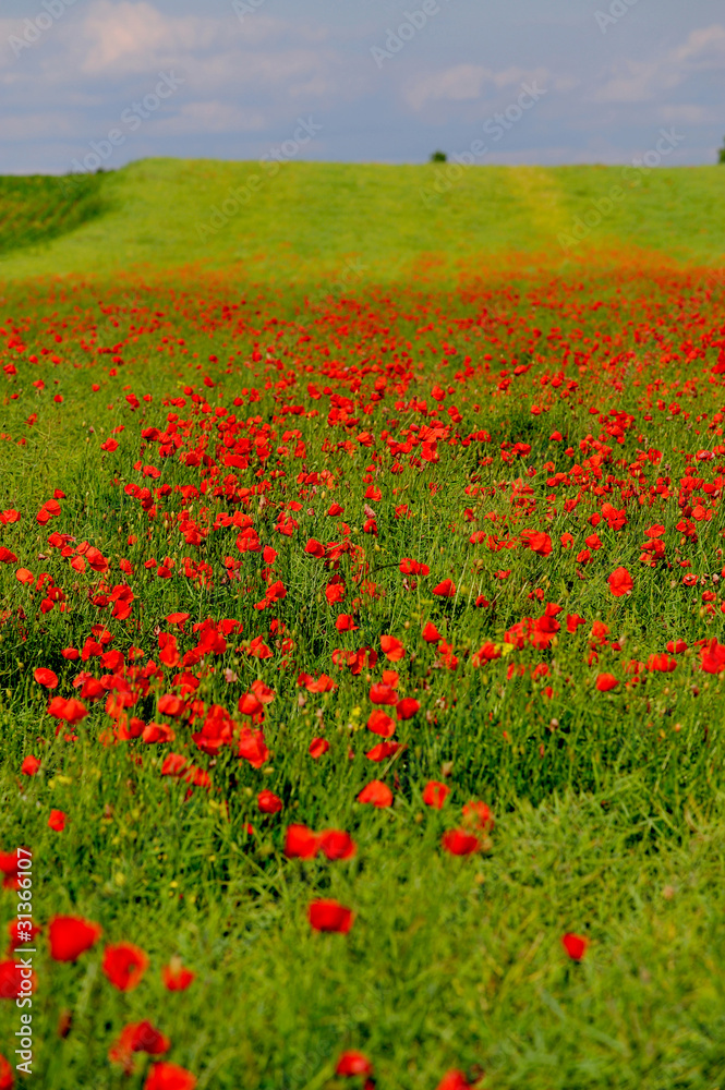 agriculture,poppies,red,field