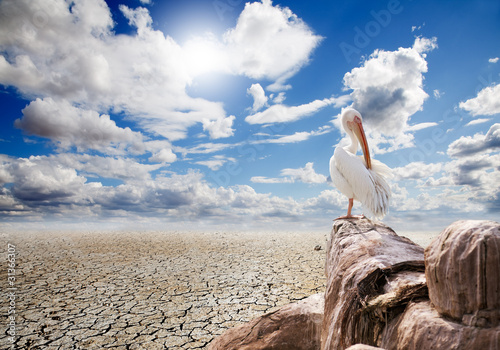 paisaje desertico y pelicano photo