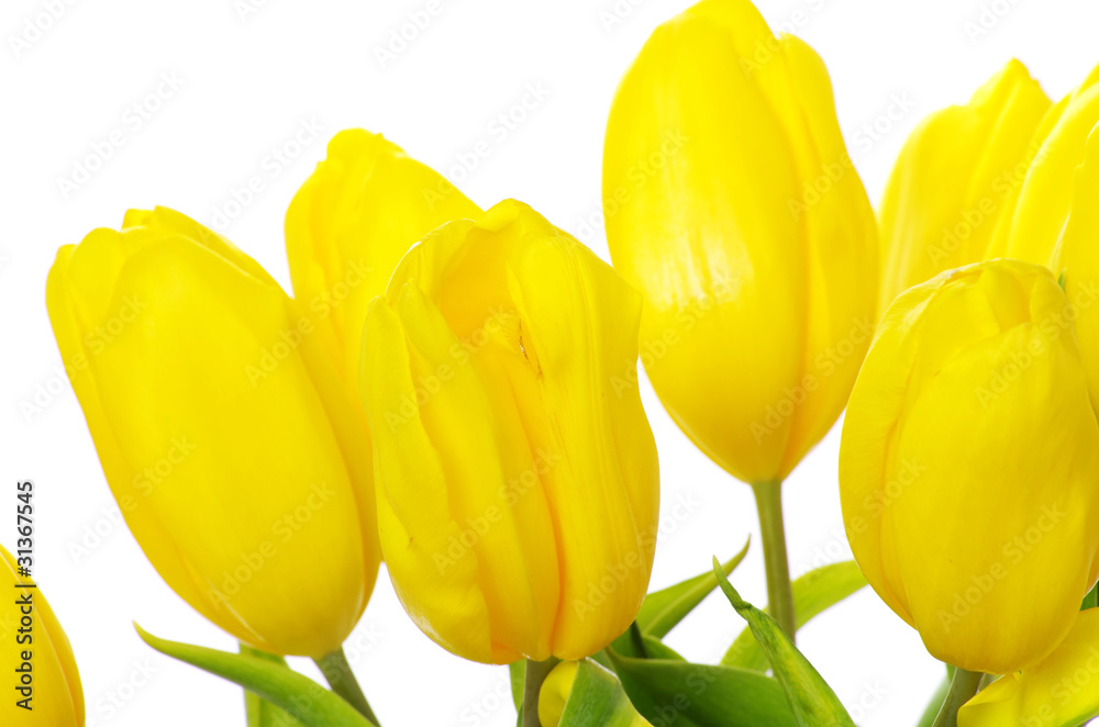 Obraz premium yellow tulips