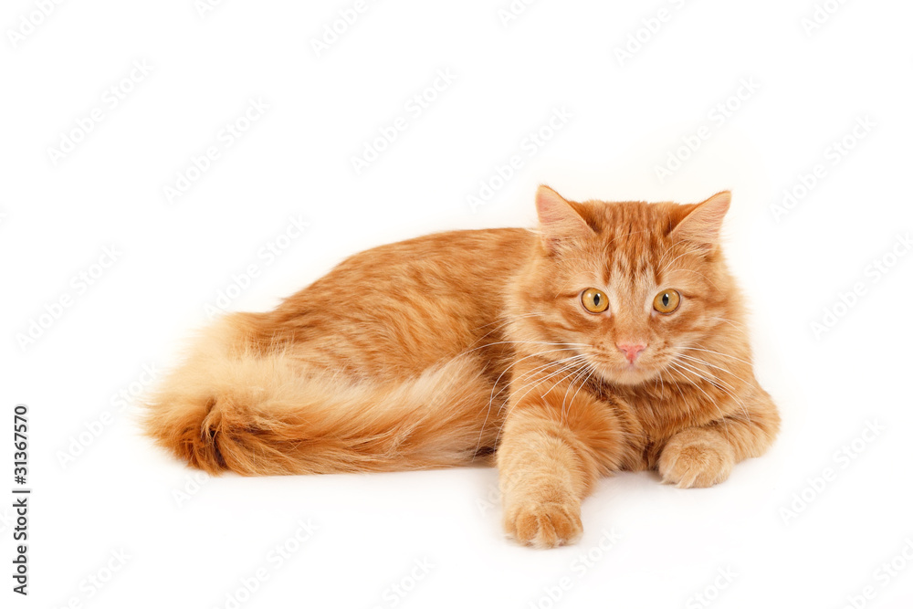 red cat resting isolated on white background red cat resting isolated on white background