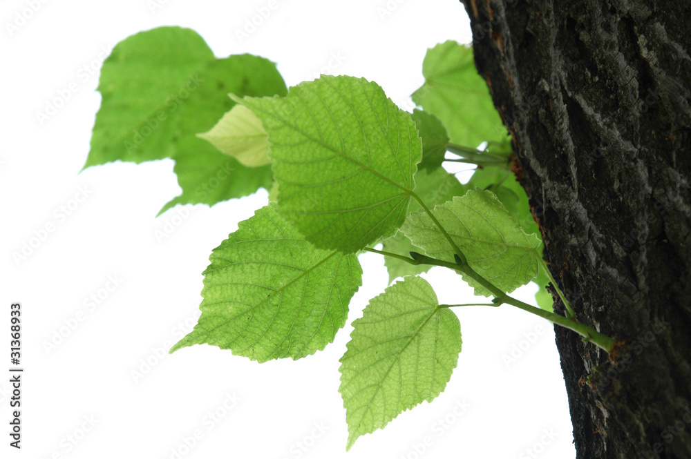 linden leaves and bark linden leaves and bark