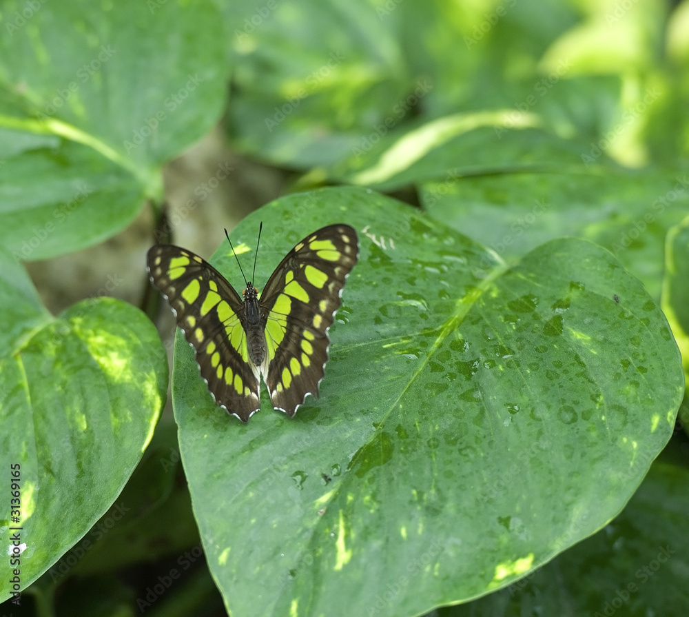 beautiful green butterfly on a large green leaf beautiful green butterfly on a large green leaf