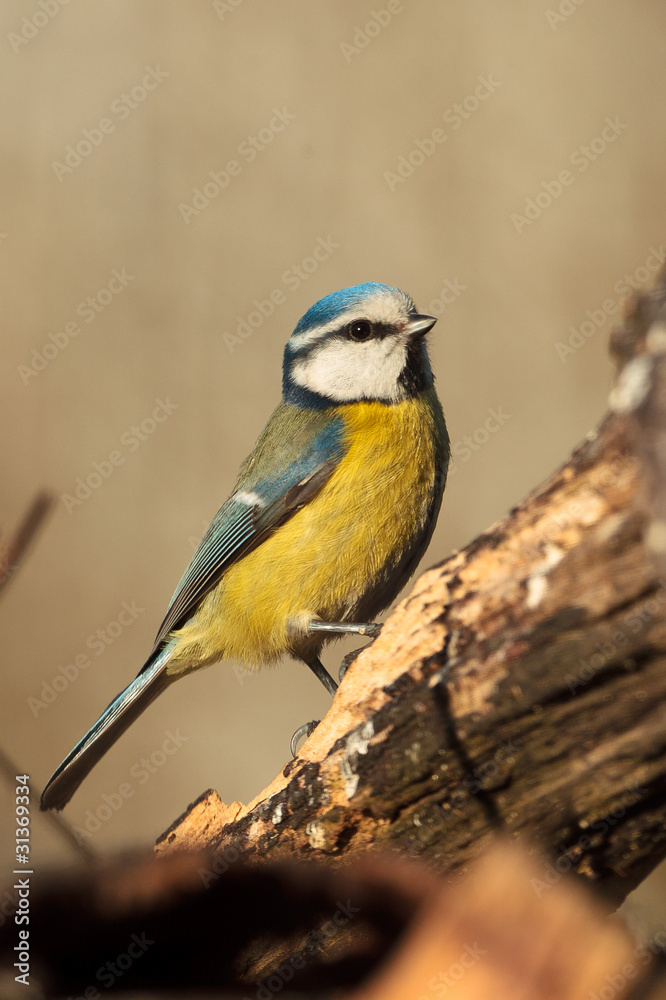 Blaumeise (Cyanistes caeruleus, Syn. Parus caeruleus) Blaumeise (Cyanistes caeruleus, Syn. Parus caeruleus)