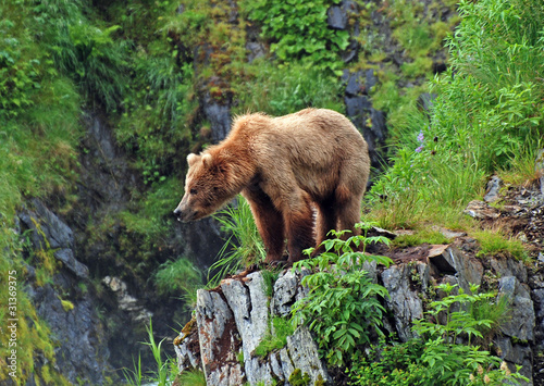 Grizzly Bear in the Wilderness photo