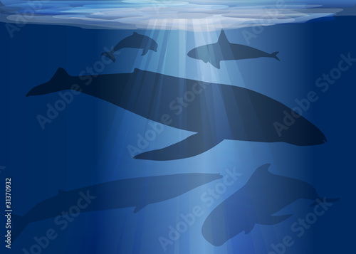 Mer_cétacés