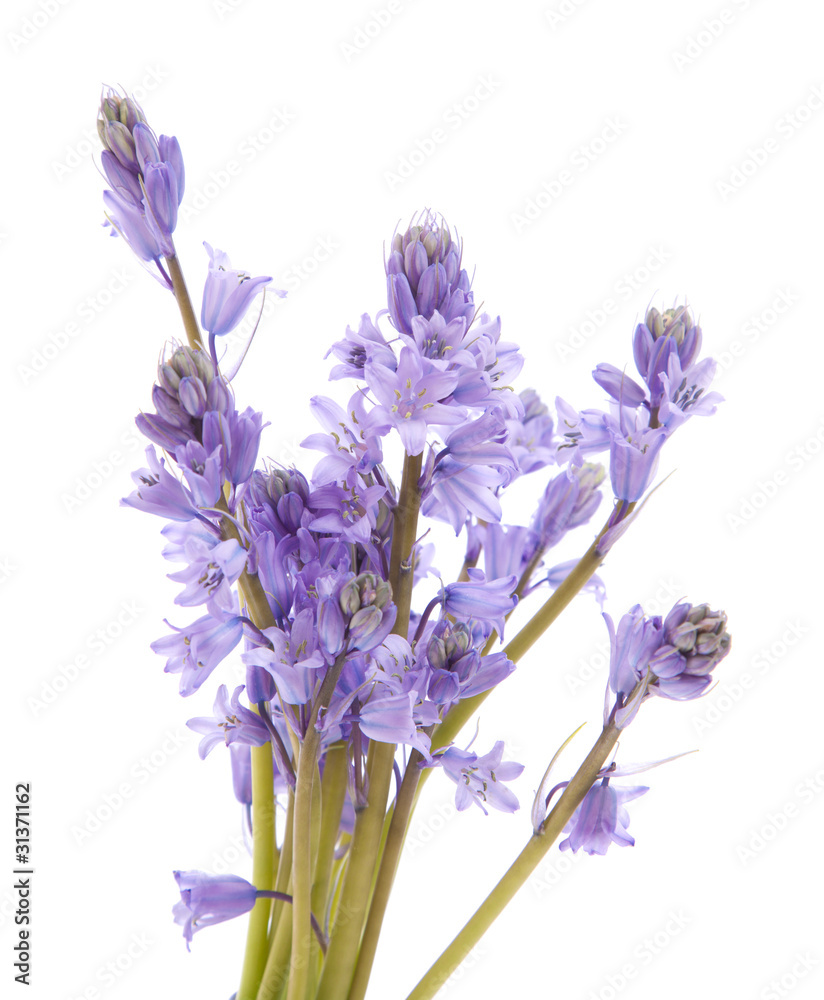 Obraz premium bluebell