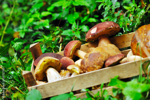 fresh mushroom food outdoor in nature