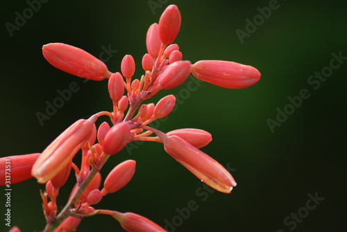 Yucca