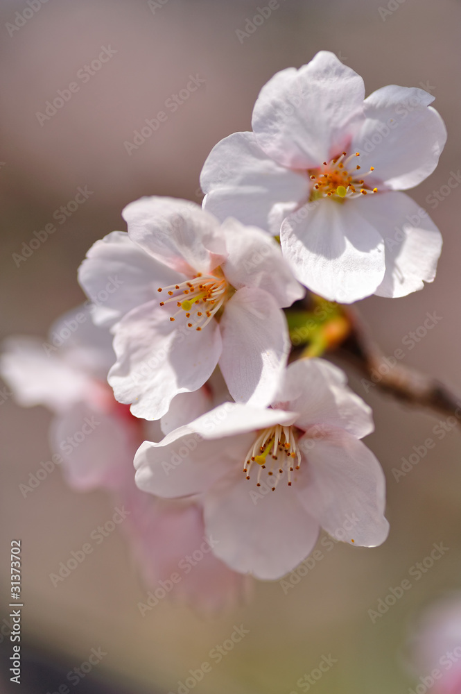 桜 桜