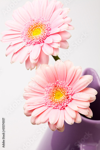 Fototapeta Naklejka Na Ścianę i Meble -  Gerbera flowers