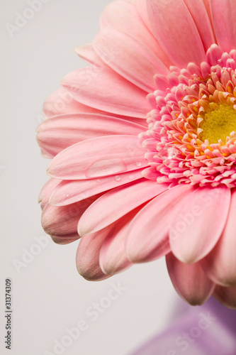 Gerbera flower