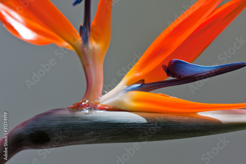 strélitzia reginae, oiseau de paradis, strélitzia photo