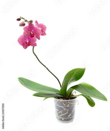 Pink orchid