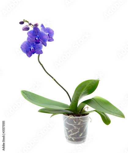 Blue orchid