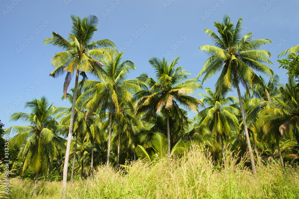 Coconut Palm Trees Grove