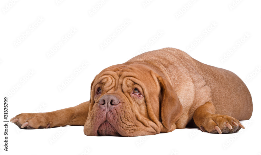 Tired Dogue de bordeaux looking up isolated on white Tired Dogue de bordeaux looking up isolated on white