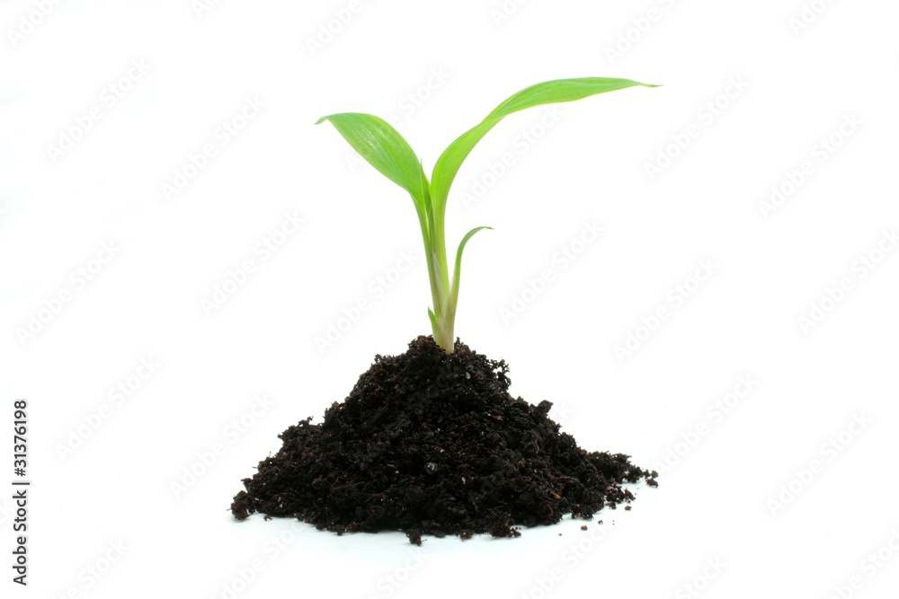 Young plant growing in soil