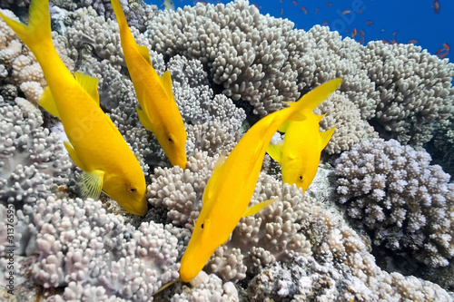 Yellowsaddle goatfish on the coral reef