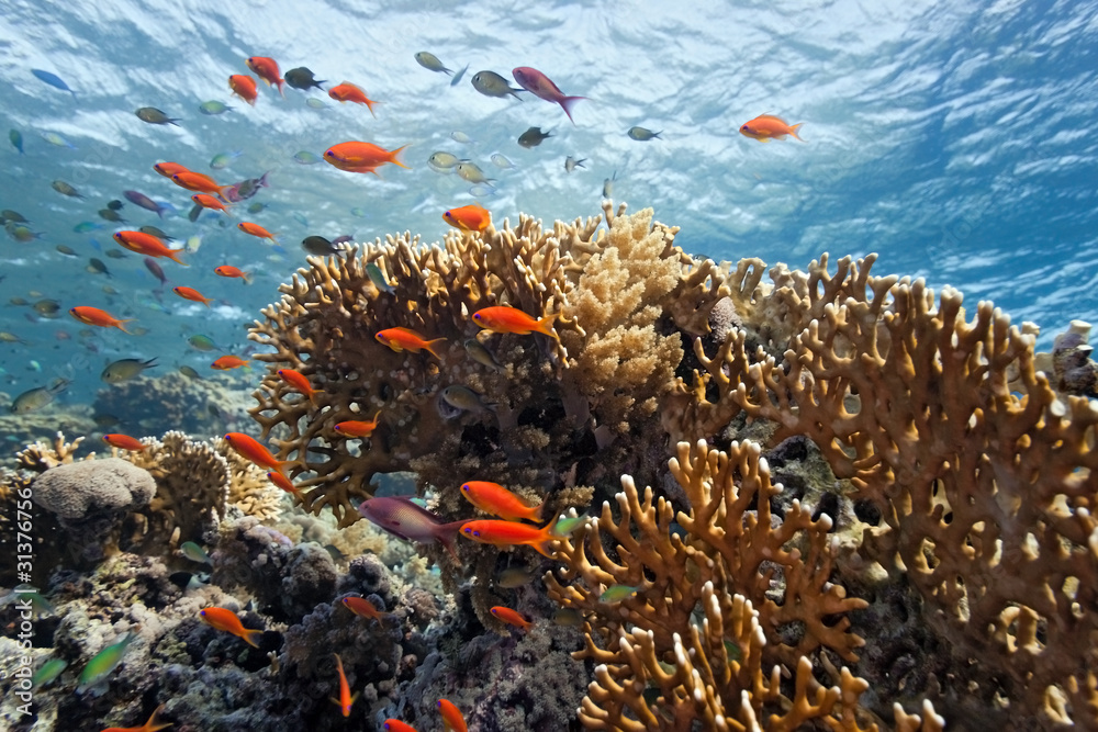 Shoal of anhthias fish on the coral reef