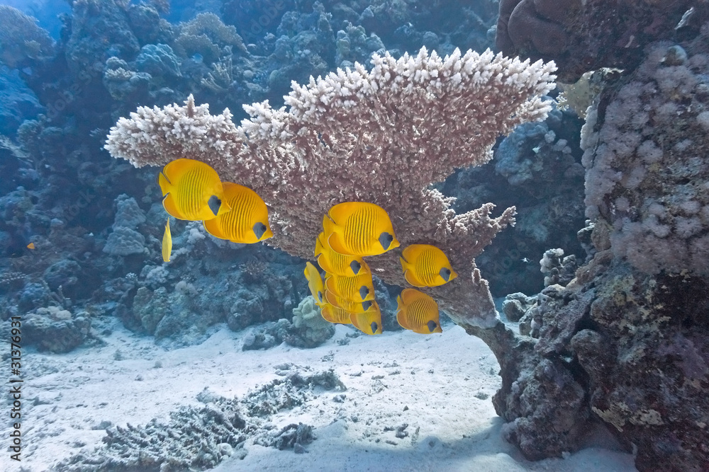 Shoal of butterfly fish under table coral