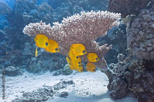 Obraz na płótnie Shoal of butterfly fish under table coral w salonie