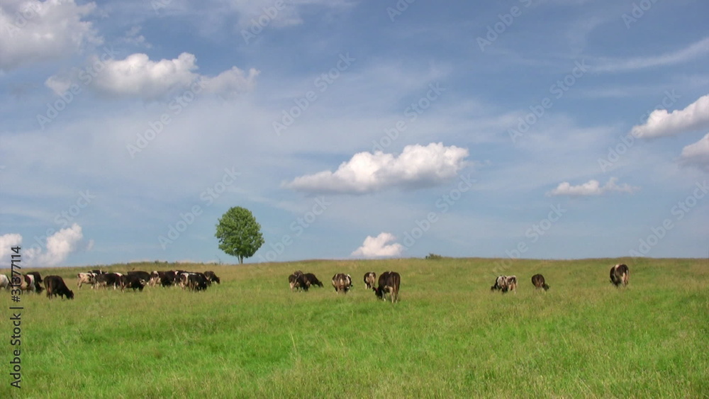 Dairy cows grazing in meadow with lonely tree on background Dairy cows grazing in meadow with lonely tree on background