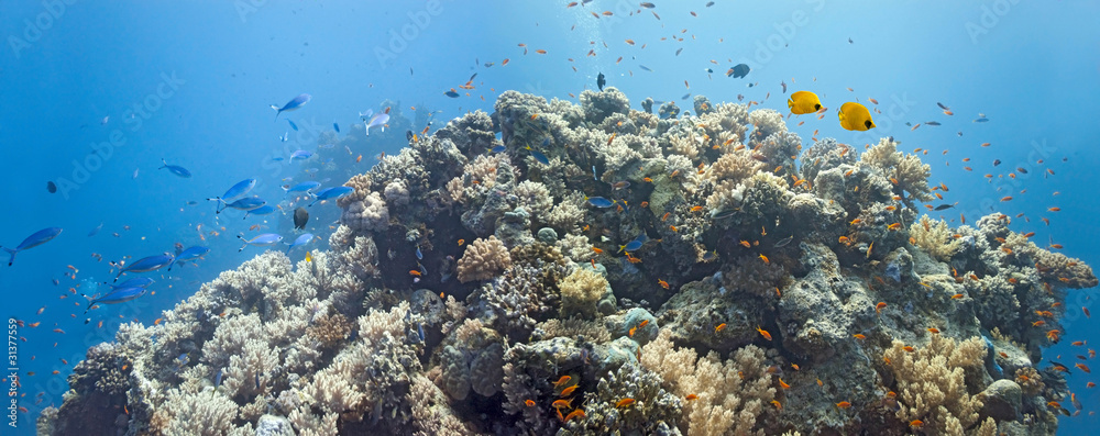 Coral scene - panorama