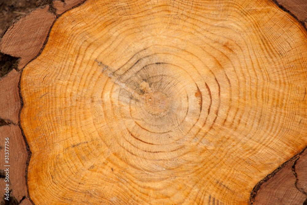 Naklejka premium Tronco cortado