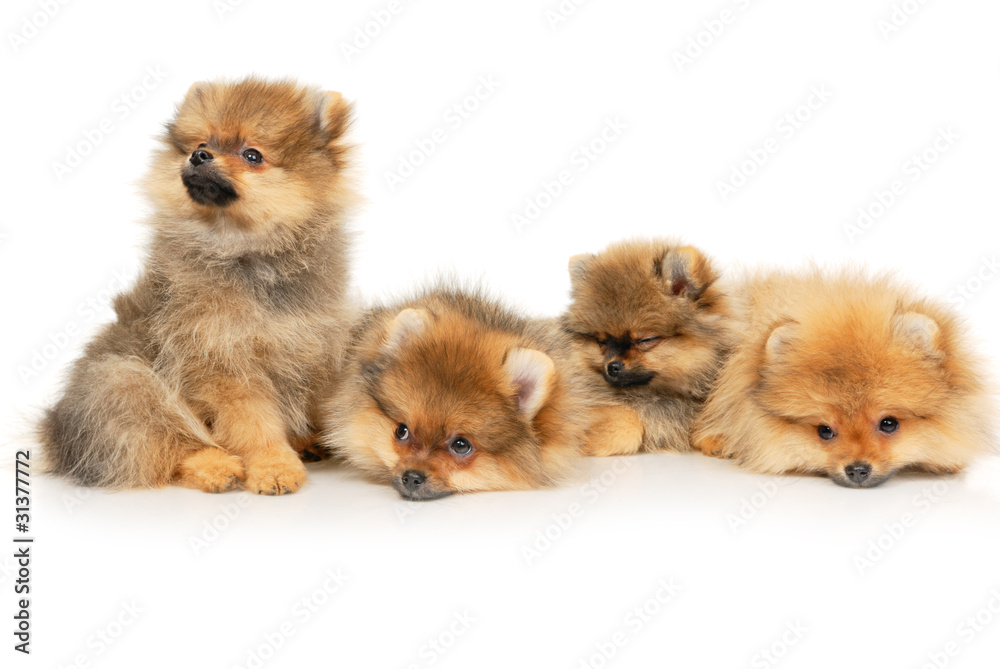Four German Spitz puppies on white background