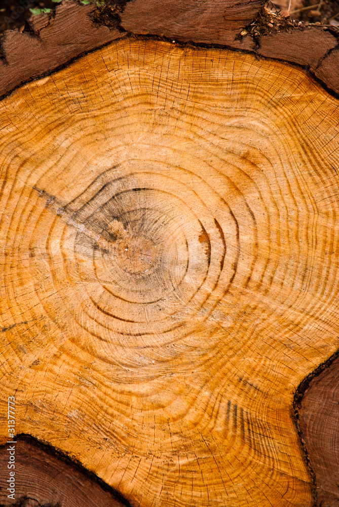 Naklejka premium Arbol seccion del tronco