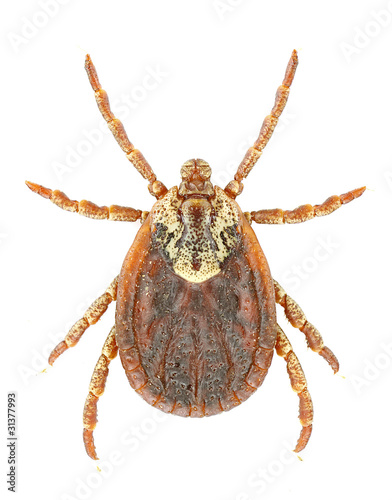 Dermacentor marginatus