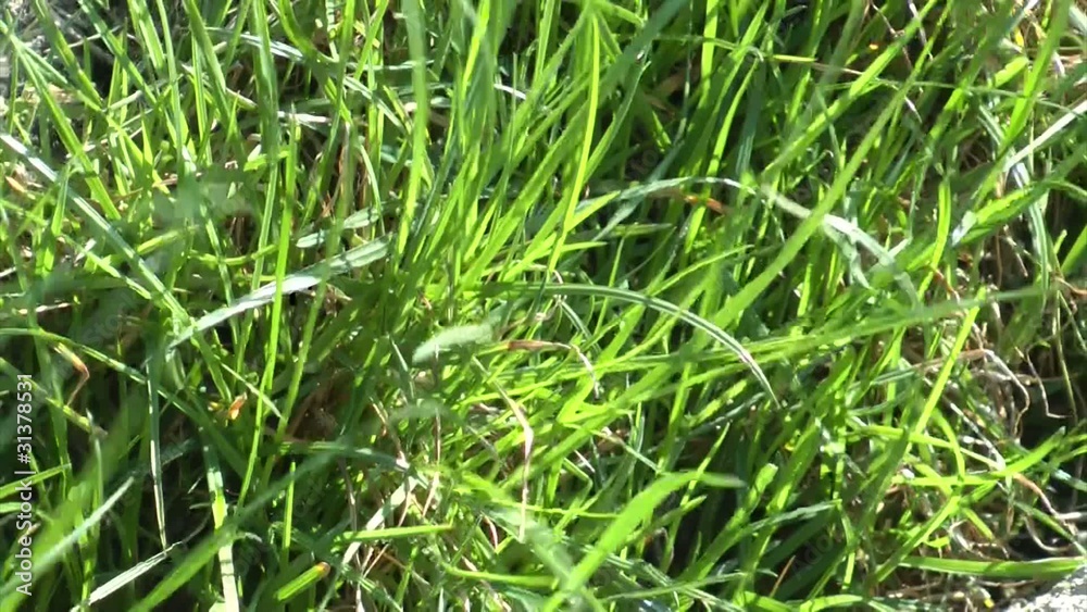 Gras auf dem Feld Gras auf dem Feld