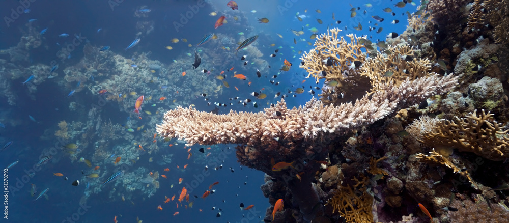 Shoal of fish on the coral reef