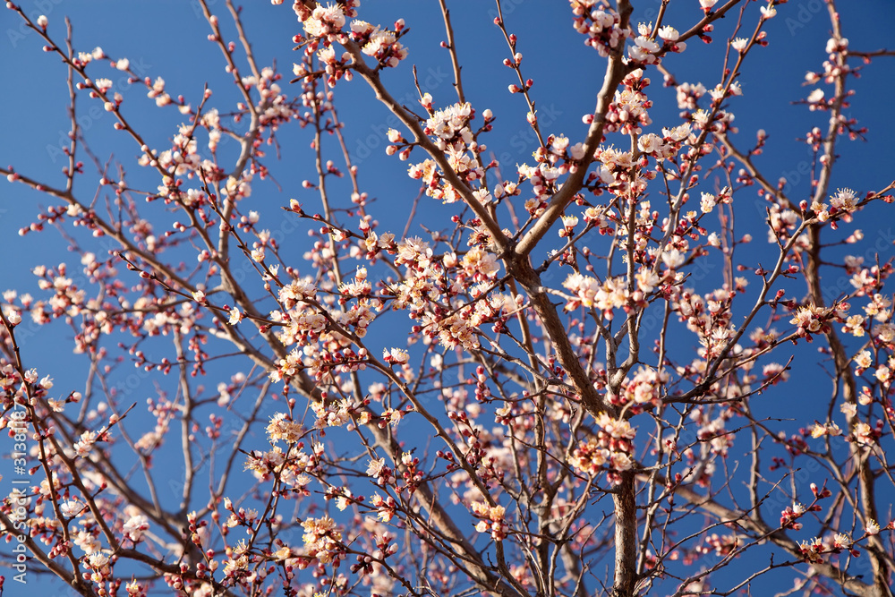 Branches of a white flowering apricots with a sunlight Branches of a white flowering apricots with a sunlight