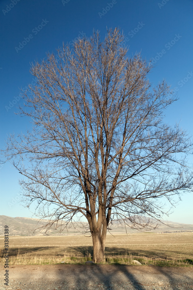 Old bare tree on bright blue sky background