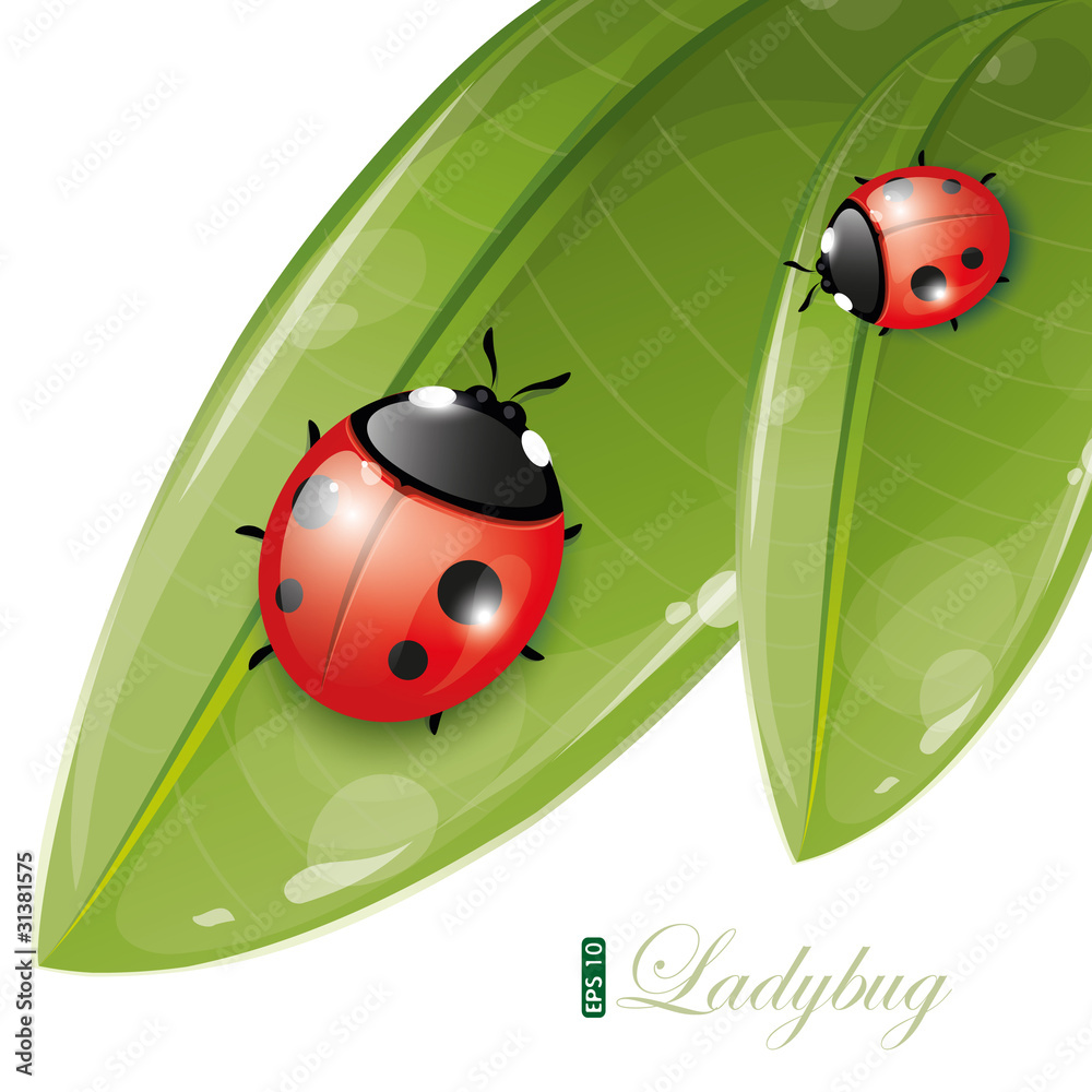 Fototapeta premium Green leaves design with ladybug, eps-10