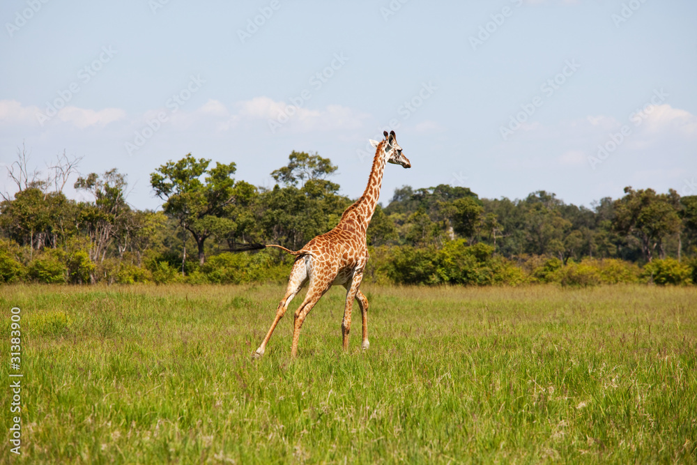 Naklejka premium Giraffe
