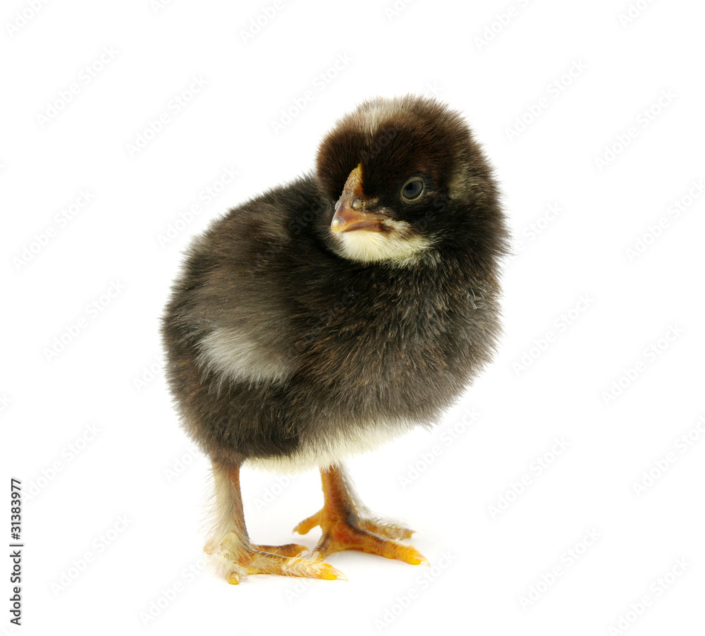 chicken chicken