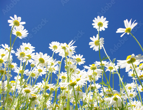 white daisies